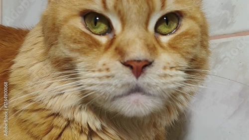 Fun maine coon orange cat sleepy lying and warming on the towel dryer. Cute pet relaxing and enjoying with beauty eyes. Natural emotion animal portrait at home in bathroom. Closeup