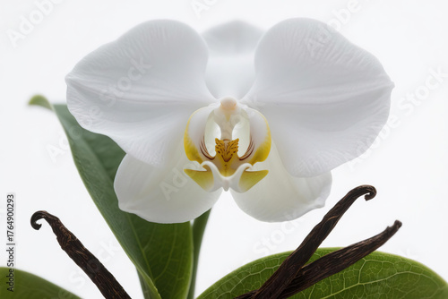 A pristine white orchid in full bloom with soft wavy petals and a bright yellow center, elegantly displayed above vibrant green leaves and dark brown vanilla bean pods on a clean white background.