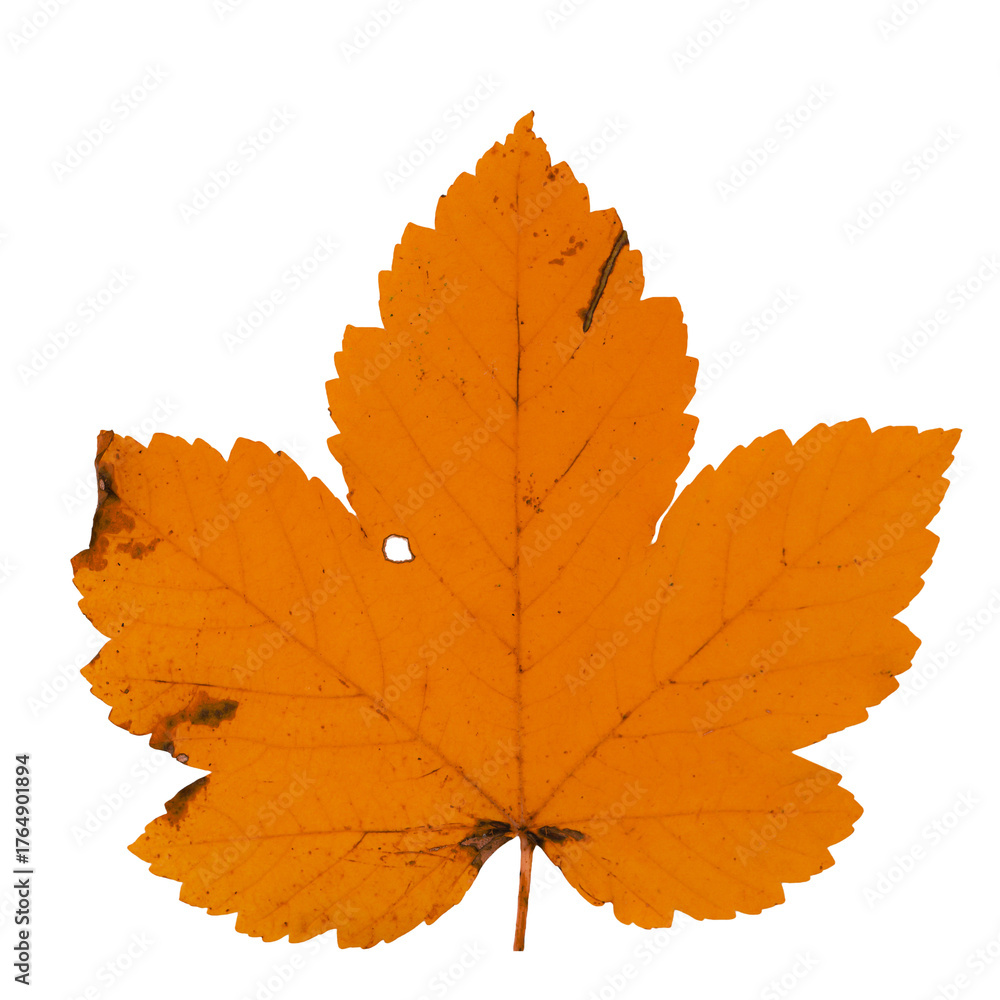 Fototapeta premium maple leaf isolated on white