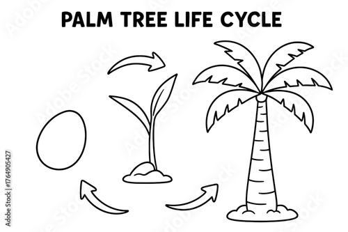 Palm Tree Growth. Palm tree life cycle children?s coloring book illustration, outlined drawing, three simple stages showing a seed, sprout, and full-grown palm