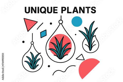 Floating Air Plant Terrariums. Unique Plants. Air plants suspended in glass terrariums with floating abstract geometric shapes, modern and decorative scene.