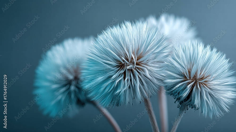 Fototapeta premium Close-up of fluffy, blue-toned dandelion seed heads against a soft background.