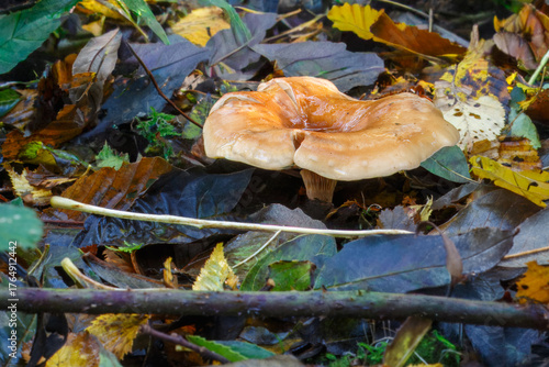 A tawny funnel cap growing in the leaf litter of Gobions Wood, England