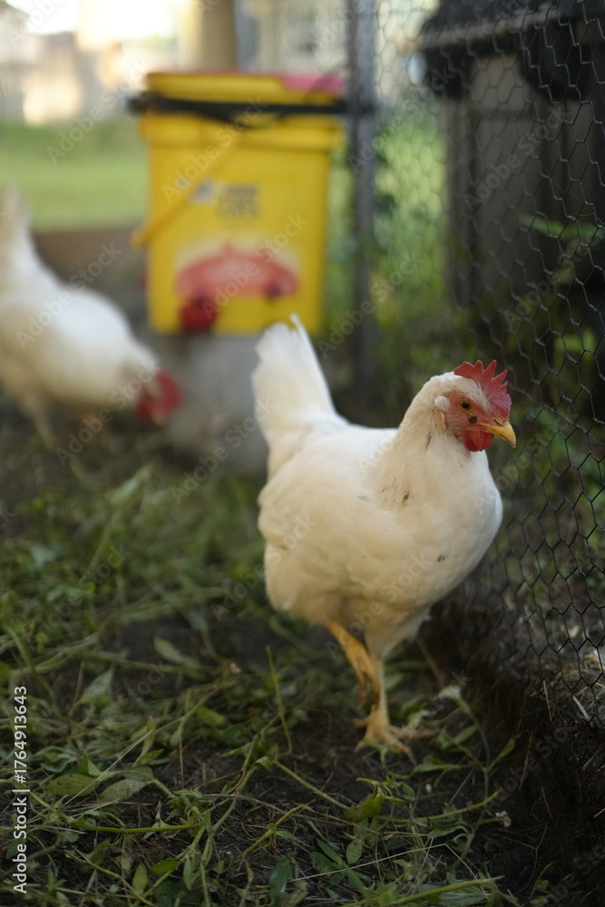 Fototapeta premium Close-Up of White Chickens Walking on Hay at Organic Farm. Perfect for themes related to eco-friendly farming, backyard poultry, and organic food production.