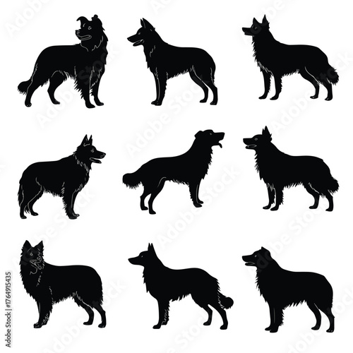 Collection of border collie dog silhouettes in various poses isolated on white background