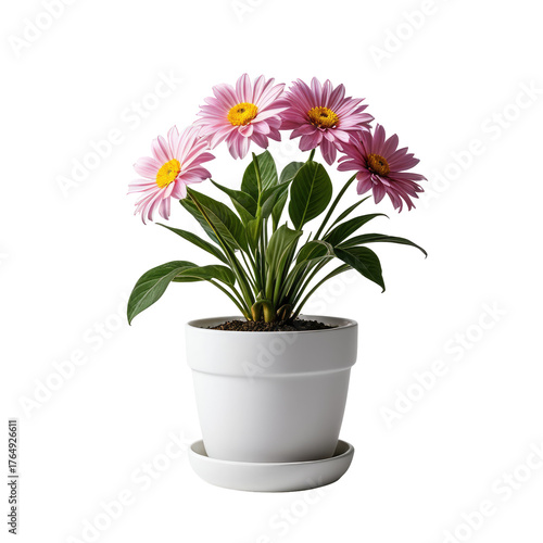 Pink daisy-like blooms in white pot against black background