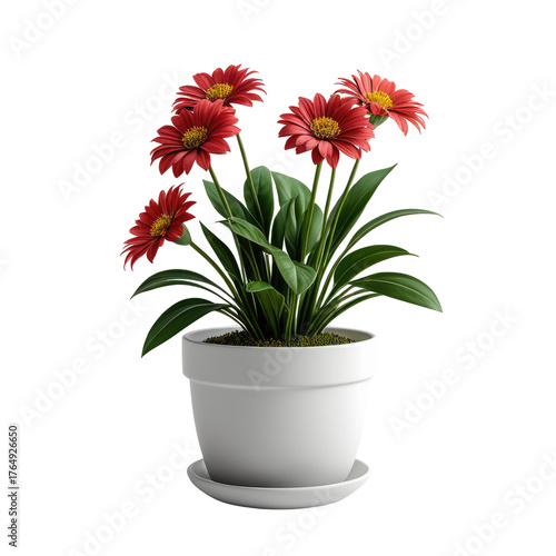 Red gerbera daisies blooming in a white pot, isolated on black