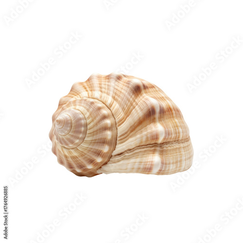 Close-up of spiral shell with brown and white patterns, isolated