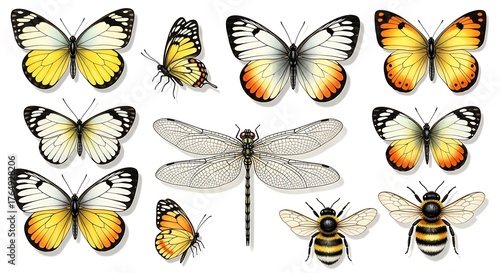Educational biology drawing of different butterflies and two other insects, rendered in a realistic, detailed style