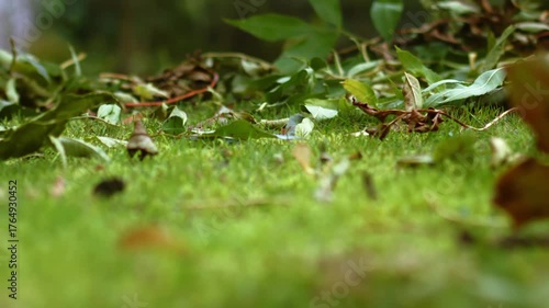 Pile of fallen leaves in autumn fall to ground