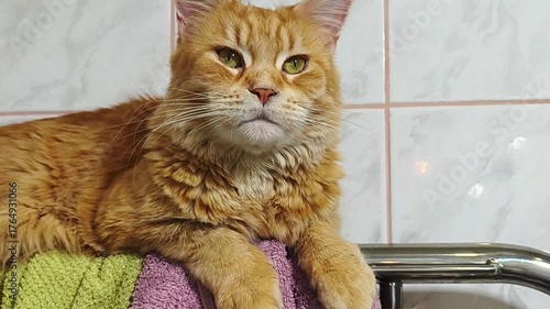 Fun maine coon orange cat lying, warming on the towel dryer looking up. Cute pet relaxing and enjoying with beauty eyes. Natural emotion animal portrait at home in bathroom. Closeup