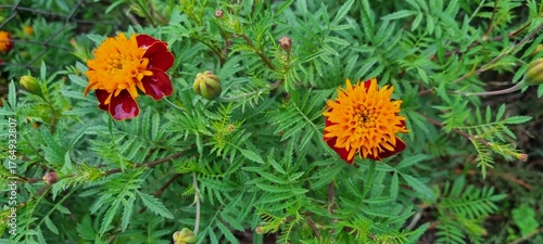 Close-up of marigold flowers in full bloom