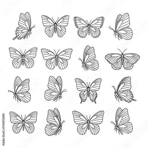 Collection of intricate line art illustrations of various butterfly species in different poses