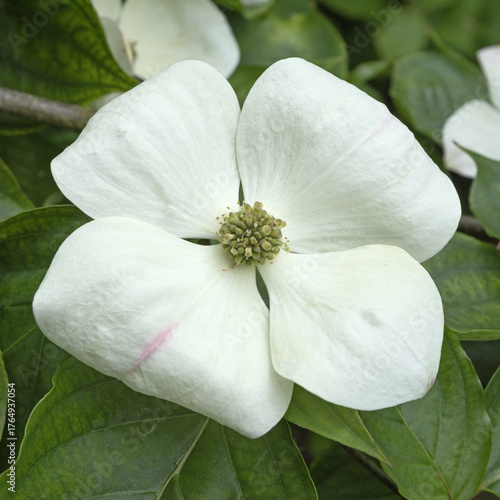 Gros plan de fleurs de Cornus kousa