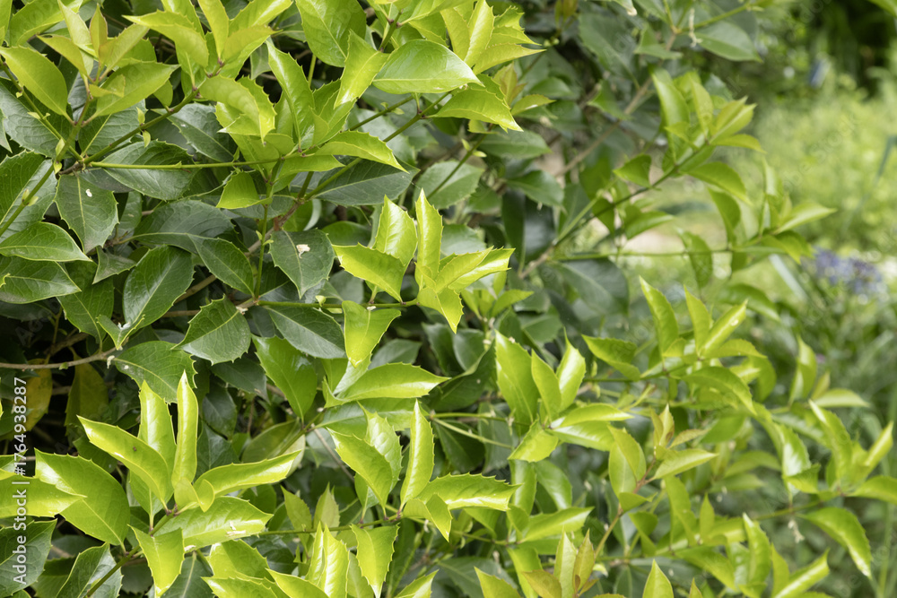 Fototapeta premium Osmanthus x fortunei