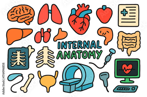 Colorful Anatomy Doodle. internal anatomy. Colorful Hand-drawn doodle Children illustration internal anatomy heart, lungs, liver, kidneys, stomach, intestines,