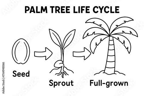 Palm Tree Growth. Palm tree life cycle children?s coloring book illustration, outlined drawing, three simple stages showing a seed, sprout, and full-grown palm
