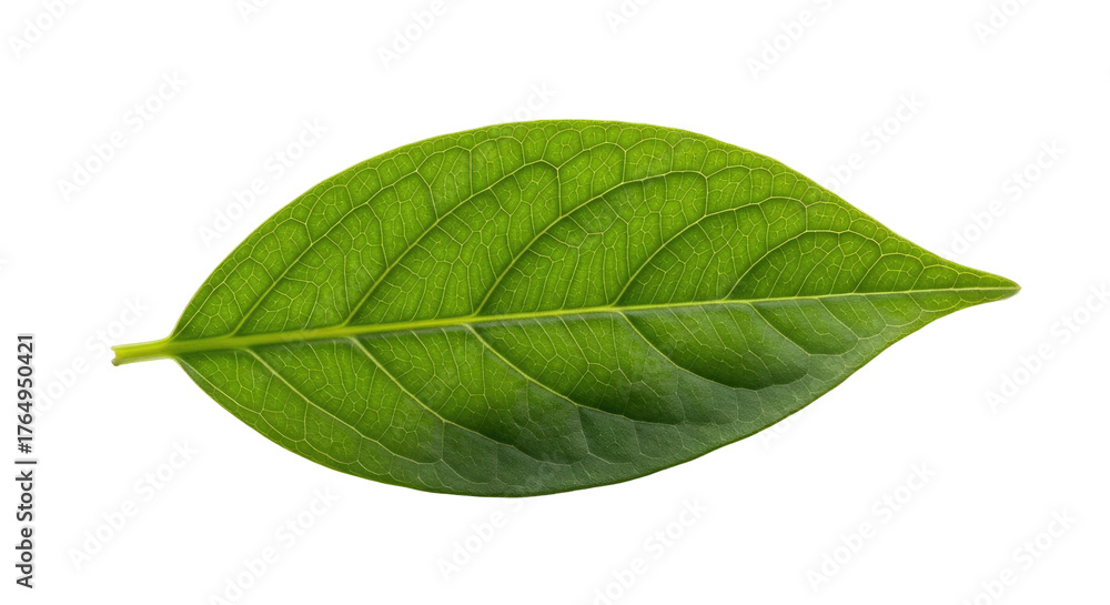 Obraz premium Vivid green leaf with prominent veins on a stark black background