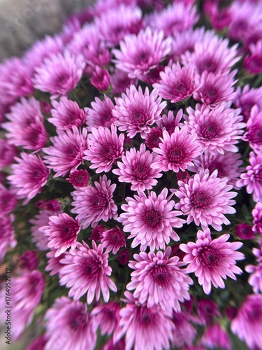 pink chrysanthemum flowers