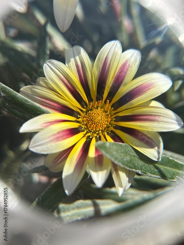 flower in the garden