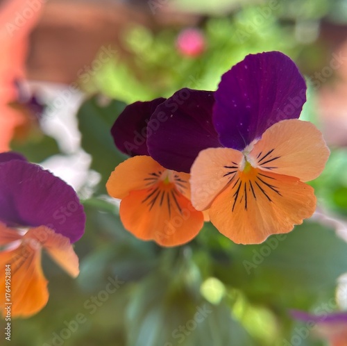 red and yellow flowers