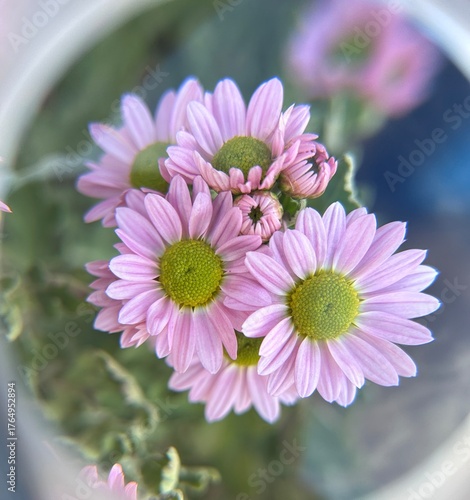 pink chrysanthemum  