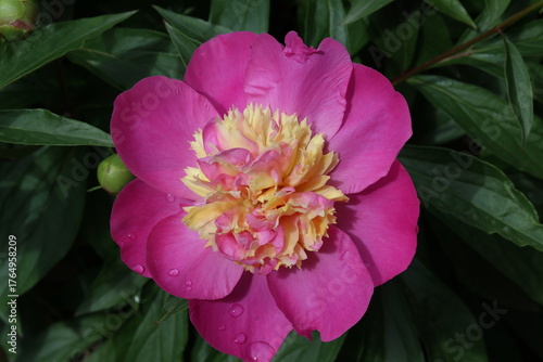 PEONIA BOWL OF BEAUTY