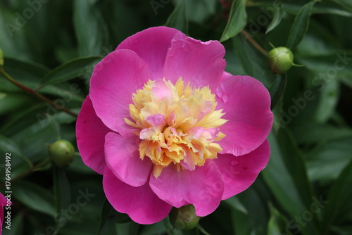PEONIA BOWL OF BEAUTY