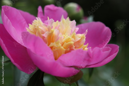 PEONIA BOWL OF BEAUTY