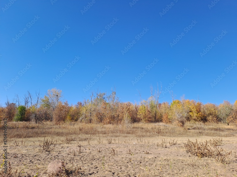 Fototapeta premium trees in the autumn