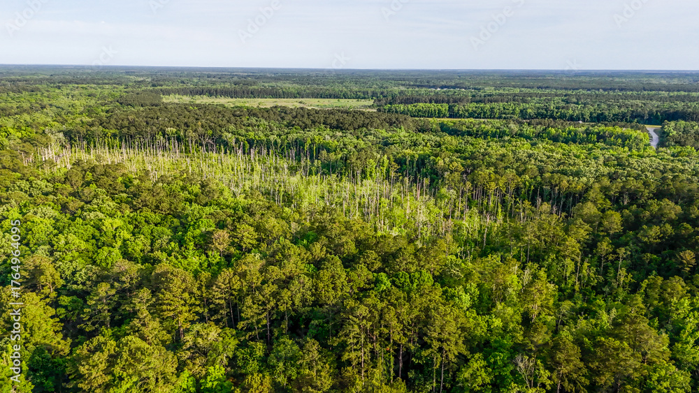 Naklejka premium Aerial landscape of Richmond Hill trees in forest sunny summer day in Bryan County Georgia