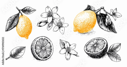 Desenho botânico detalhado de limões maduros, flores e folhas, com detalhes em tons de amarelo vibrante em fundo branco.