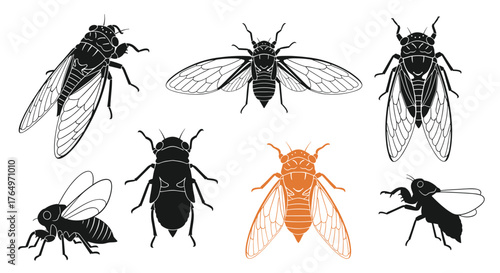Cicada Insect Illustrations - Detailed Vector Graphics.
