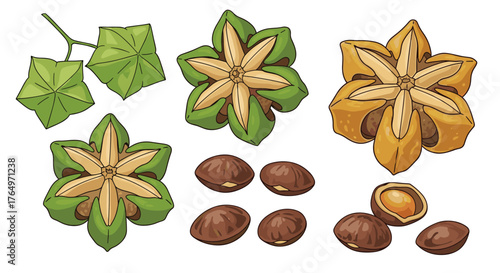 Sacha Inchi - Star-Shaped Fruit and Seeds Illustration.