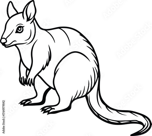 Brush tailed rock wallaby illustration isolated on transparent background for wildlife and australian themes isolated on white background