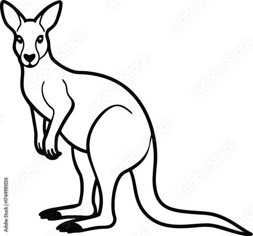 Western grey kangaroo standing proudly isolated on transparent background isolated on white background