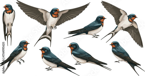 Barn, Swallow, Bird, Flying, Perched, Blue, Red, White, Feather, Tail, Wing, Throat, Realistic, Pose, Nature, Wildlife, Ornithology, Illustration, Species, Identification