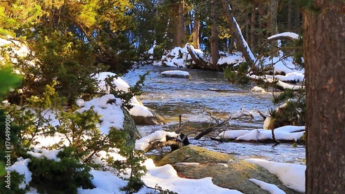 Vidéo plan fixe de l’eau qui court dans la rivière Têt avec de la neige dans les Pyrénées françaises
amidst forests, fir trees, rocks and tree trunks
