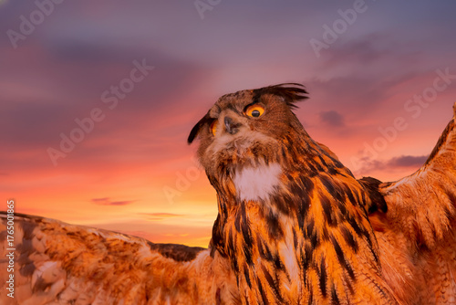 Majestic owl captured in the glow of a stunning sunset, showcasing the beauty of nature at twilight.