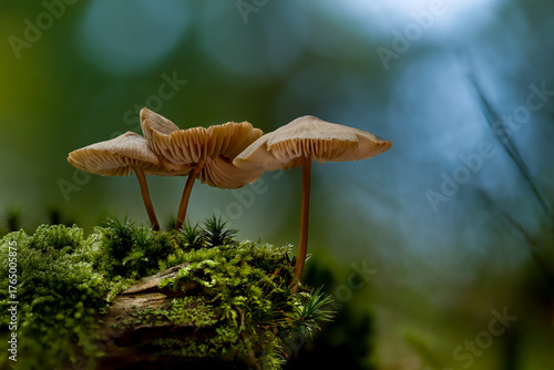 Common bonnet toadstool in dappled autumn light