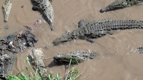 A gathering of large American Crocodiles lurks in the murky waters of a river in Costa Rica. One bites at something, causing a splash near discarded trash and some nearby reeds.