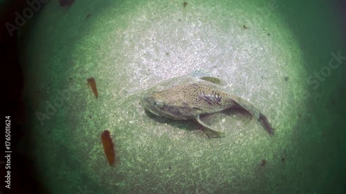 In the frigid waters of the Arctic Ocean, an Arctic Cod rests on the ocean floor near some red algae. Illuminated by a beam of light, the fish appears calm and still. The water is a deep greenish hue.
