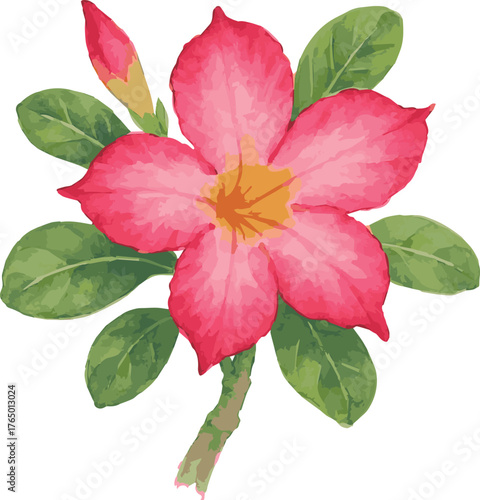 Watercolor vector illustrations of an adenium flower