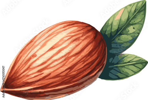 Vector watercolor painted illustration of an almond