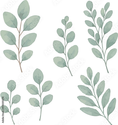 Vector watercolor cartoon illustrations of eucalyptus leaves collection