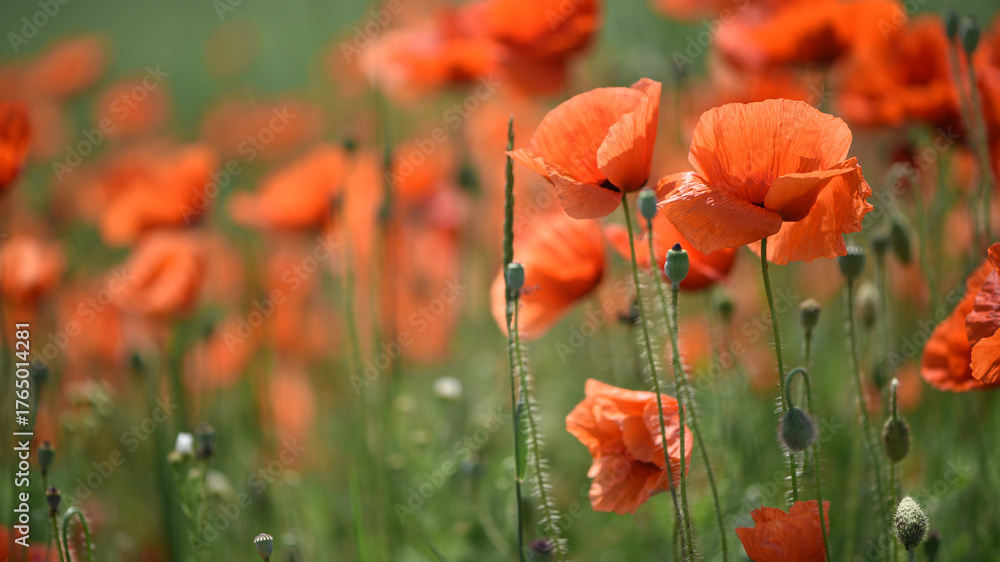 Fototapeta premium poppies. delicate petals of red poppies in the sun. background with poppy flowers. Beautiful red poppy wild flower and buds in the field. beauty in nature. close-up. spring season, summer time