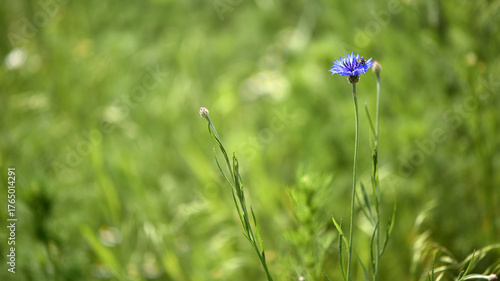 Cornflower, Centaurea cyanus Rare flower of Arable Fields. blue wildflowers, natural floral background. Wild flowers, close-up, blurred background. summer meadow flower, blooms beautifully in blue.