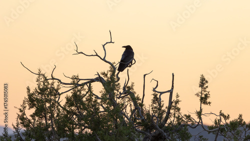 A raven perches in the bare branches at the top of a juniper tree silhouetted by the warm glow of the evening sky just after sunset as it looks towards the left. 