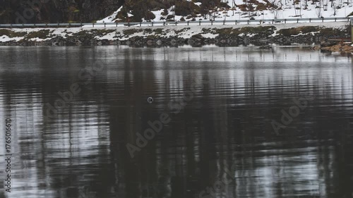 Wild seal swims through the cold blue waters of Vestfjorden in Northern Norway