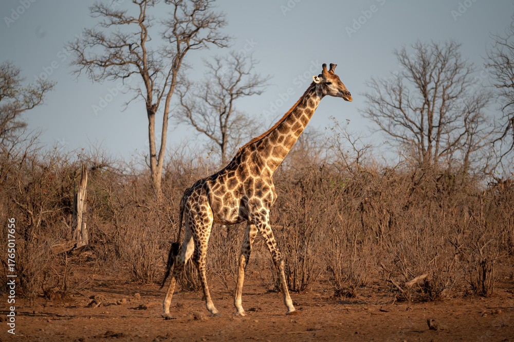 Obraz premium Full body shot of a South African Giraffe walking across an open clearing at the end of the dry season which is reflected in the dry woodland in the background.